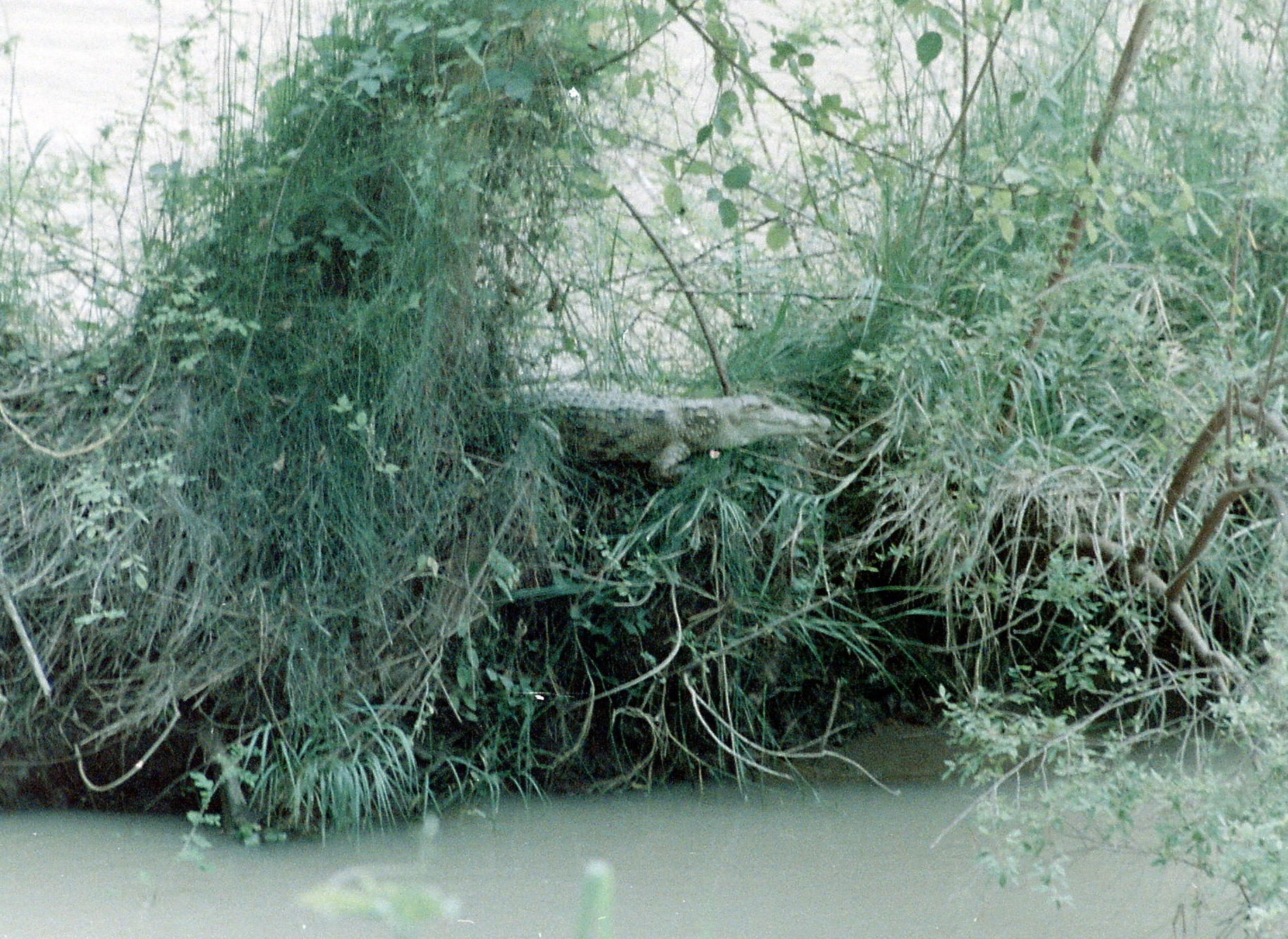 Krokodil Awash River